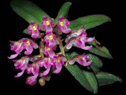 schoenorchis_pachyacris_cd