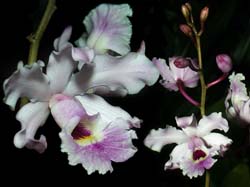 schomburgkia_humboldtii_cd