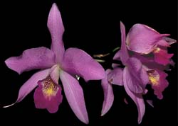 schomburgkia_sawyeri_cd