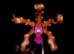 schomburgkia_splendens_ws_cd