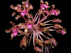 schomburgkia_undulata2_WS_cd