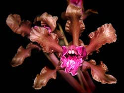 schomburgkia_undulata_cd