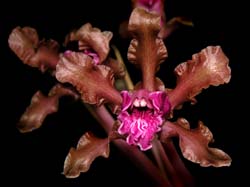 schomburgkia_wendlandii_cd