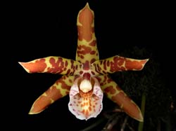 scuticaria_hadwenii_cd