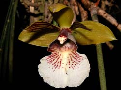 scuticaria_salesiana_cd