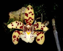 scuticaria_steelii_cd