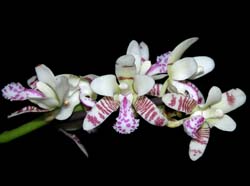 sedirea_japonica_ws_cd