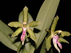 sedirea_subparishii_cd