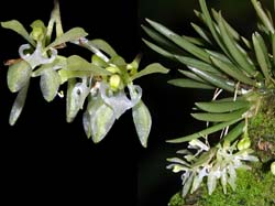 seegeriella_pinifolia_cd