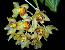 sievekingia_fimbriata_cd