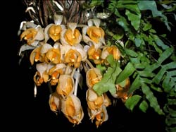 sievekingia_herrenhusana_cd