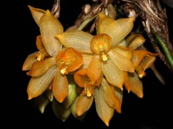 sievekingia_hirtzii_ip_cd