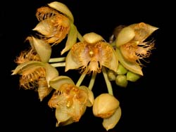 sievekingia_reichenbachiana2_cd