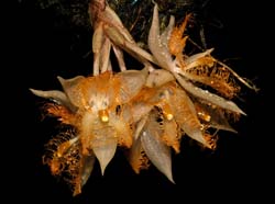 sievekingia_reichenbachiana3_cd