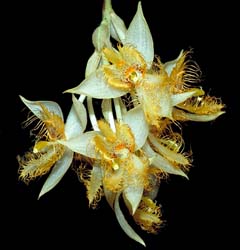 sievekingia_reichenbachiana_cd