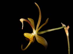 sigmatostalix_brevicornis2_cd