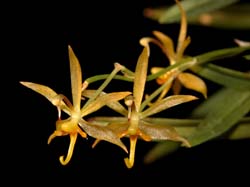 sigmatostalix_brevicornis_cd