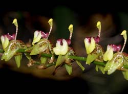 sigmatostalix_buchtienii_cd