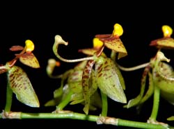 sigmatostalix_eliae_ws_cd