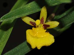 sigmatostalix_graminea_ws_cd