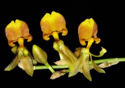 sigmatostalix_marinii_cd