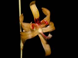 sigmatostalix_sergii_cd