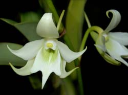 sobennikoffia_humbertiana_ws_cd