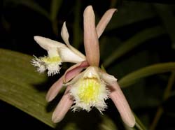 sobralia_fragrans_cd