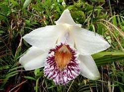 sobralia_gloriosa2_zi_cd