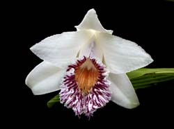 sobralia_gloriosa_zi_cd