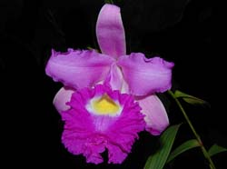 sobralia_macrantha_ws_cd