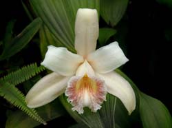 sobralia_powellii_zi_cd