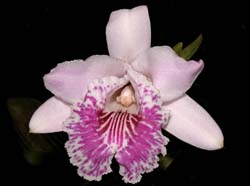 sobralia_rosea_cd