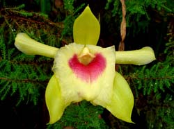 sobralia_turkeliae_ec_cd
