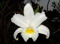 sobralia_virginalis_ws_cd