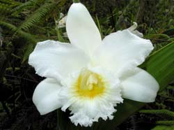 sobralia_virginalis_zi_cd