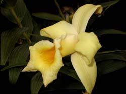 sobralia_xantholeuca_cd