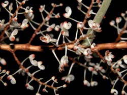 solenangis_aphylla_cd