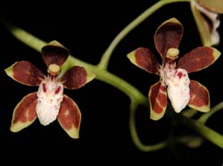 solenidiopsis_peruvianum_cd