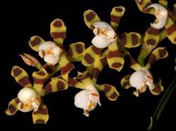 solenidiopsis_tigroides_cd