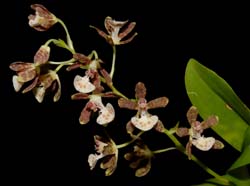 solenidium_matogrossensis_ws_cd