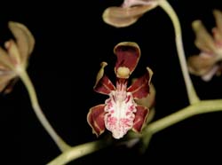 solenidium_portillae_cd