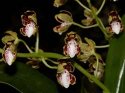 solenidium_portillae_ws_cd