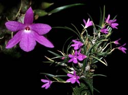 sophronitella_violacea_cd