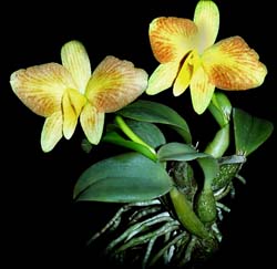 sophronitis_brevipendiculatayellow_cd