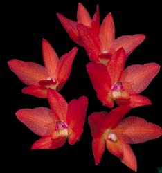 sophronitis_cernua2n_cd