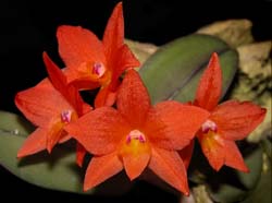 sophronitis_cernua4n2_cd