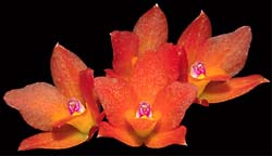 sophronitis_cernua4n_cd