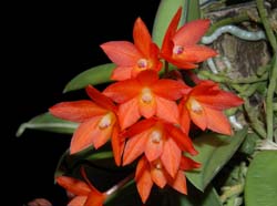 sophronitis_cernua_ws_cd