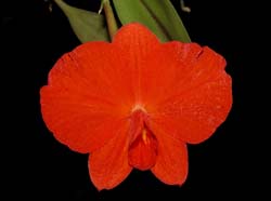 sophronitis_coccinea_4n_cd